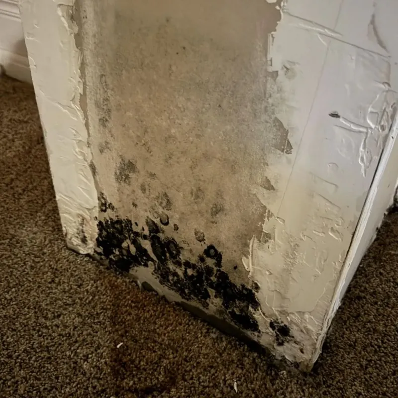 Professional Mold Removal in Muscatine County, IA